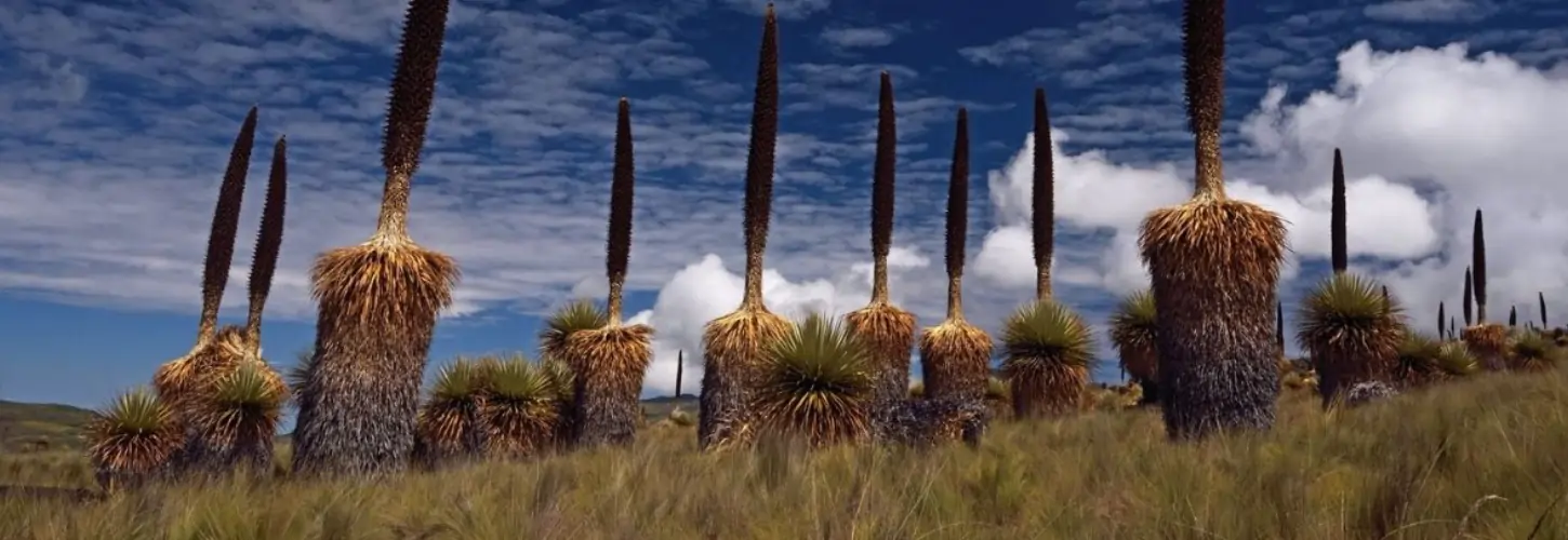 Bosque de Puyas de Raimondi de Titankayocc